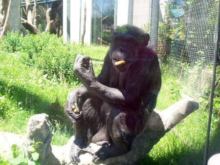 Lincoln zoo — обезьяна поедает мои любимые печенья